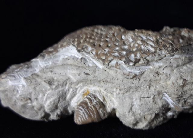 Alveolites sp. LAMARCK 1801 + Pygidium einer Calymene - Bild © FossNet FossilienStore